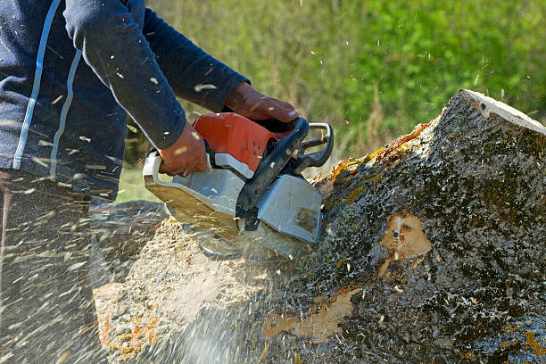 Best Arborist Consultation Services  in Merrill, IA